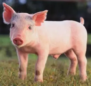Cerdito