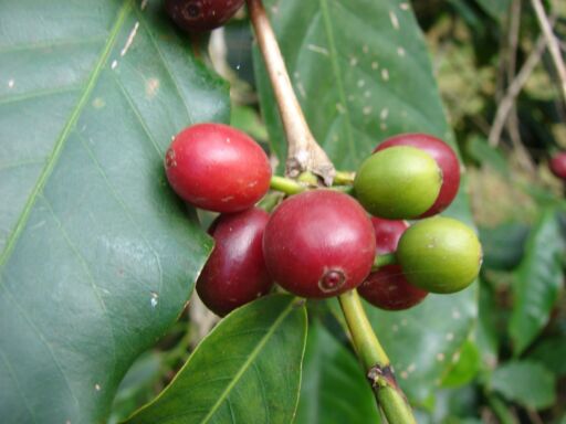 Cultivo de café - Rama con frutos rojos del cafeto