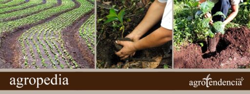 Cultivo de café - Trasplante y distancia de siembra del café