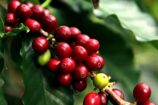 Cultivo de café: cómo es, proceso y factores que influyen