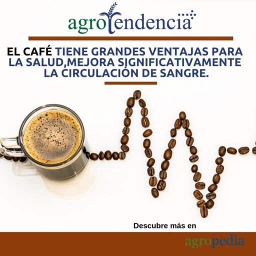 Cultivo de café - Taza con café y la salud