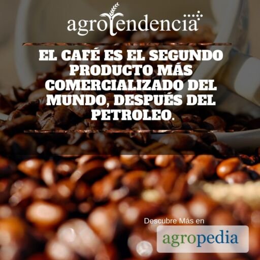 Cultivo de café - Granos de café