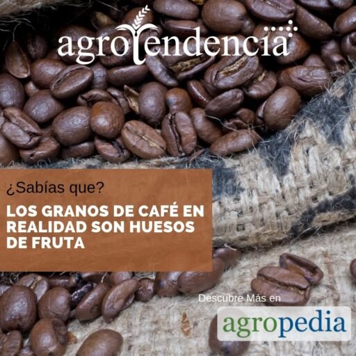 Cultivo de café - Granos de café en saco