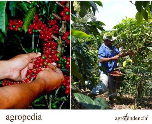Cultivo de café - Cosecha y comercialización del café
