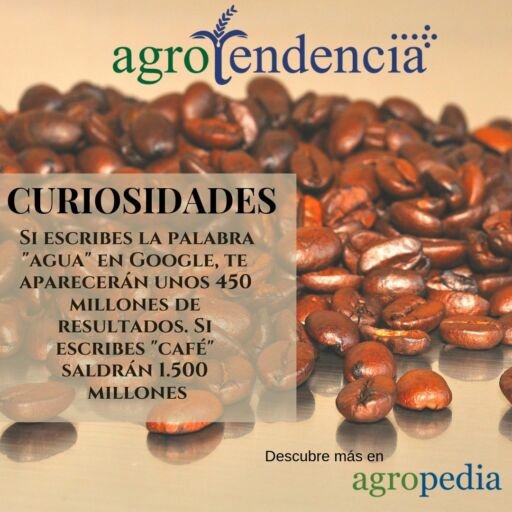 Cultivo de café - Curiosidades del café
