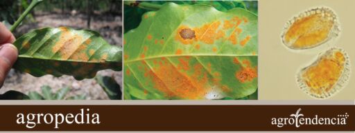 Cultivo de café - Enfermedades en el cultivo del café