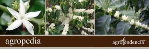 Cultivo de café - Inflorescencia del cafeto