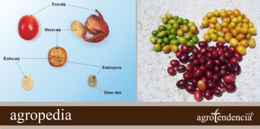 Cultivo de café - Cosecha y comercialización del café