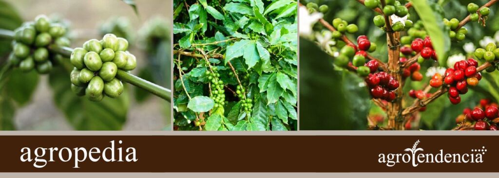 Cultivo de café: conoce su proceso y factores que influyen