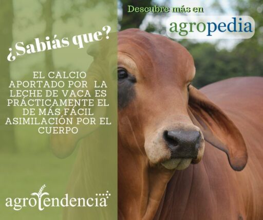 Producción de leche - Rostro de vaca y llamado al contenido de calcio en la leche