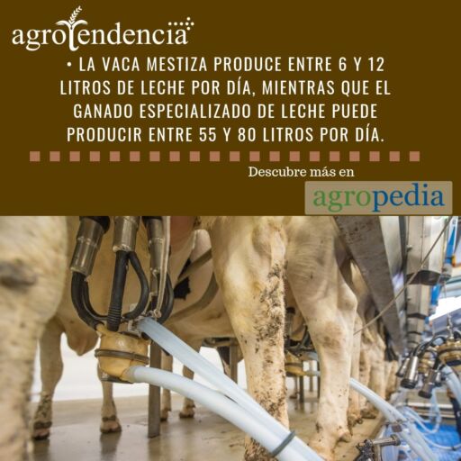 Producción de leche - Ordeño mecánico