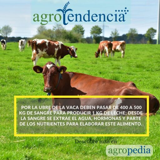 Producción de leche - Ganado lechero en el campo