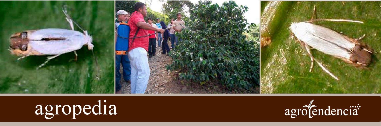 Cultivo de café - Control de plagas y enfermedades