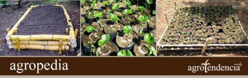 Cultivo de café - Tipos de semilleros para café