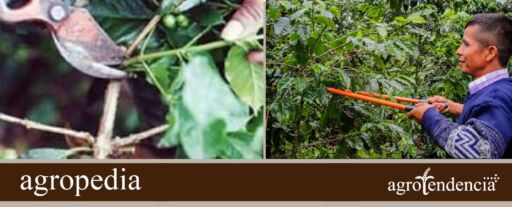 Cultivo de café - Poda en el cultivo de café