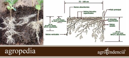 Cultivo de café - Sistema radicular del café