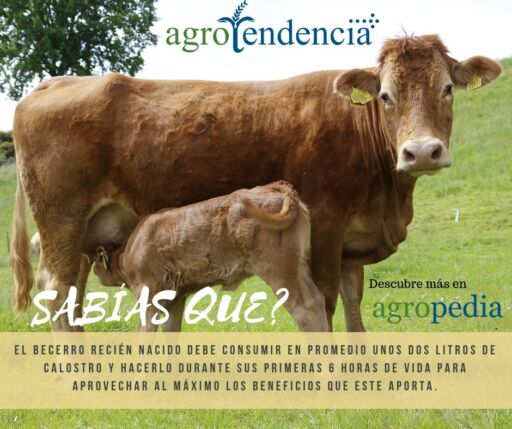 Producción de leche - Vaca y becerro