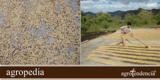 Cultivo de café - Secado del grano de café