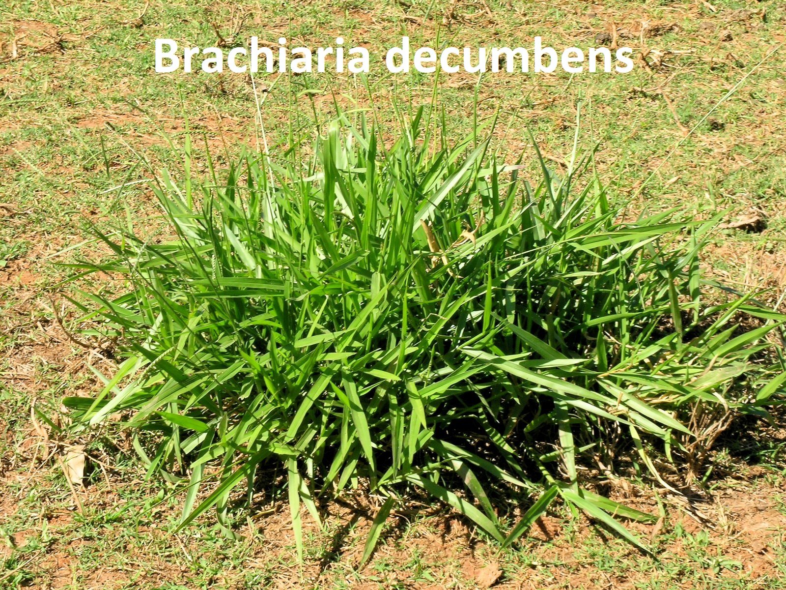 Maleza brachiaria decumbens