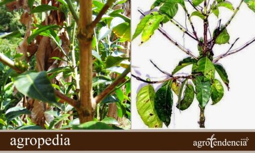 Cultivo de café - Tallo y ramas del cafeto