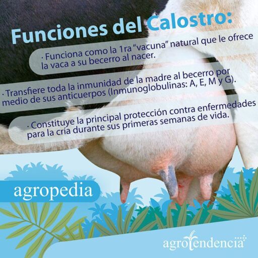 Producción de leche - La ubre de vaca e infografía de funciones del calostro