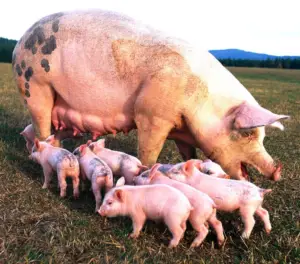 Cría de cerdos a campo