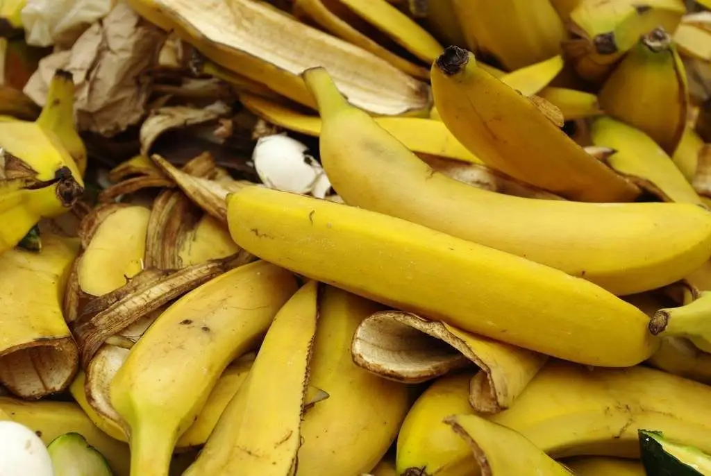 Banano - Importancia ecológica del cultivo de banano