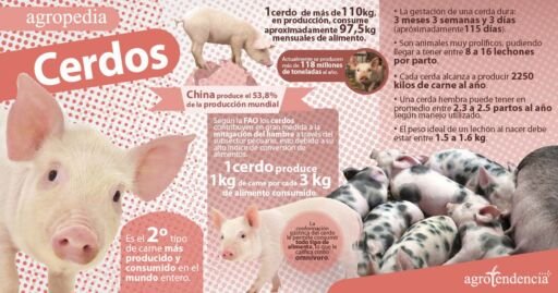 Cría de cerdos - Producción de cerdos