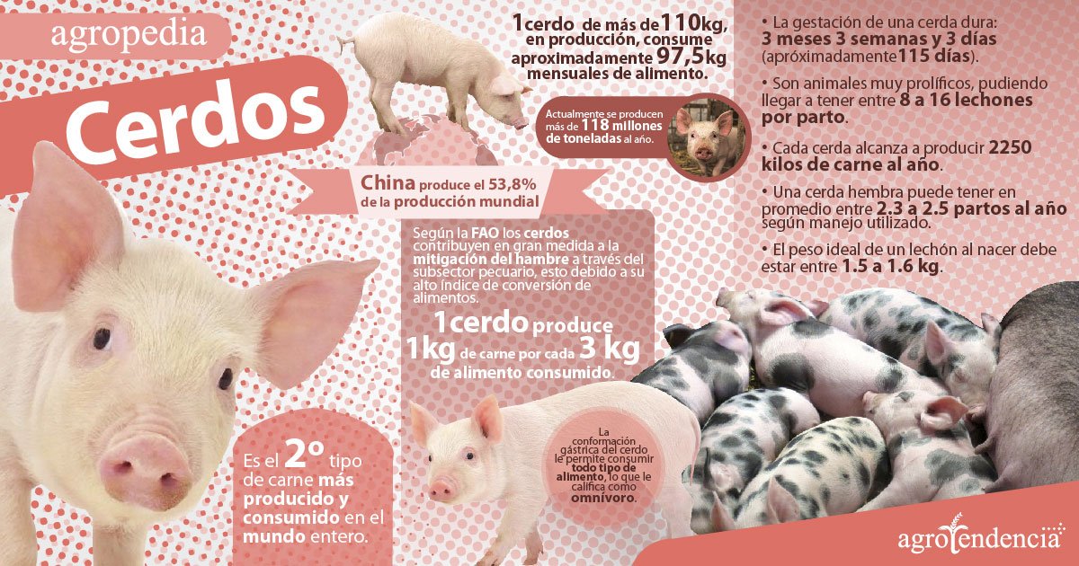 infografia de cerdos