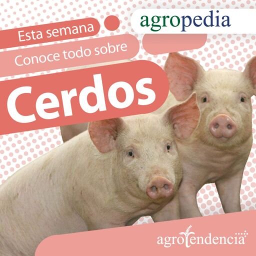 Cría de cerdos - dos lechones