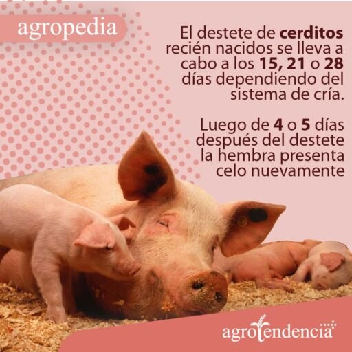 Cría de cerdos- Cerda con sus lechones