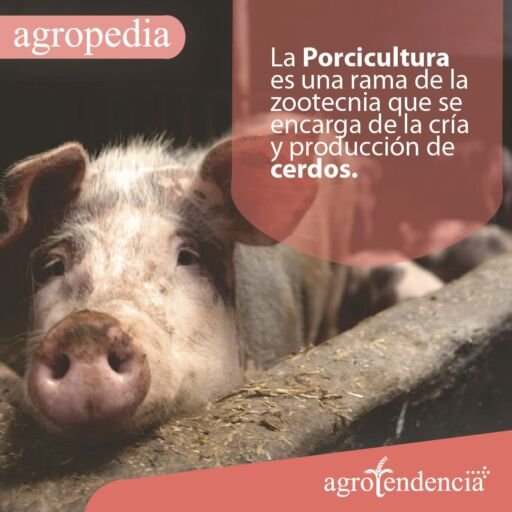 Cría de cerdos -Un cerdo asomándose