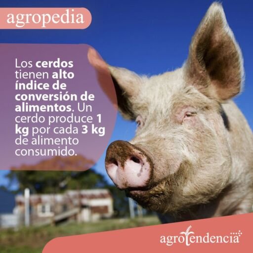 Cría de cerdos