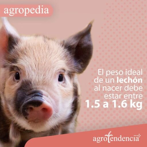 Cría de cerdos - Cerdito moteado