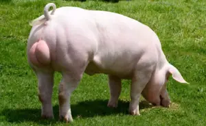Verraco - Cerdo