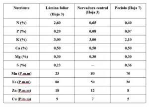 Banano - Contenidos de nutrientes en plantas de bananos