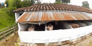 Instalaciones para la cría de cerdos
