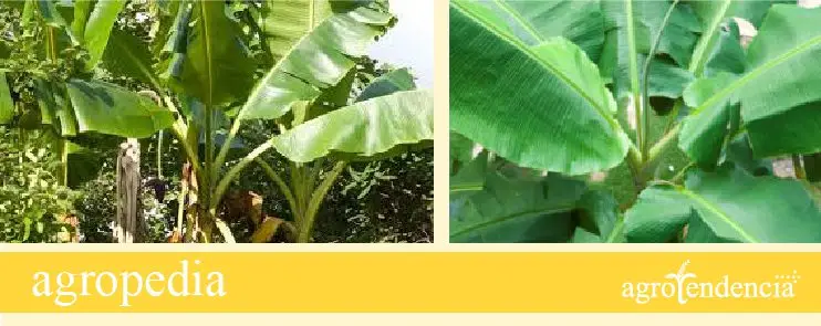 Banano - Hoja del banano