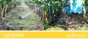 Riego del cultivo de banano