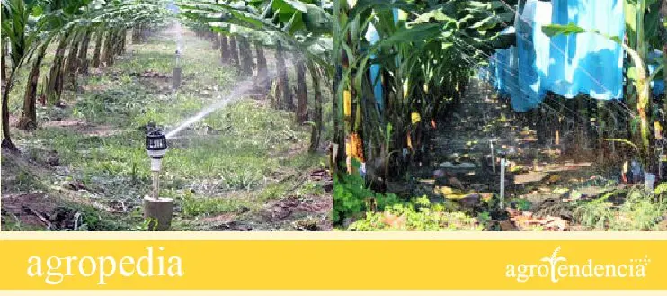 Banano - Métodos de riego del cultivo de banano