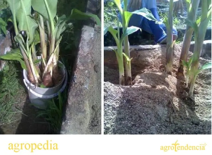 Banano - La propagación de la planta de banano y sus labores