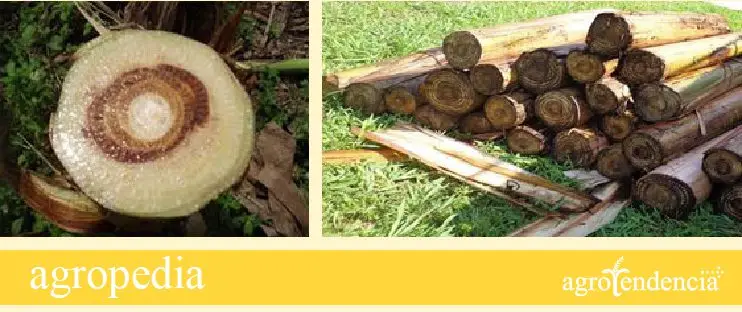 Banano - Pseudotallo musasea