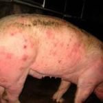 Cerdo con lesiones en la piel