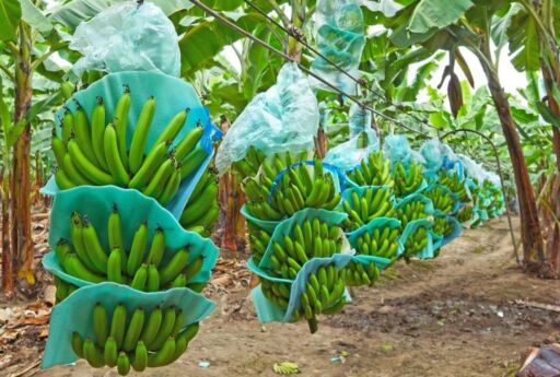 Banano: beneficios, propiedades, desventajas y su cultivo