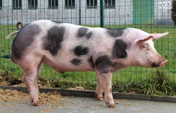 cerdo raza Pietrain