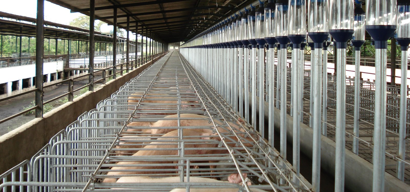 Cría de cerdos -Sistema de producción intensiva de cerdos -  Confinamiento intensivo de cerdos