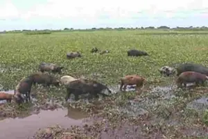 Cerdos a campo