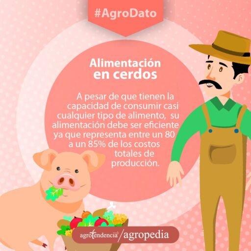 Cría de cerdos - ombre alimentando un cerdo