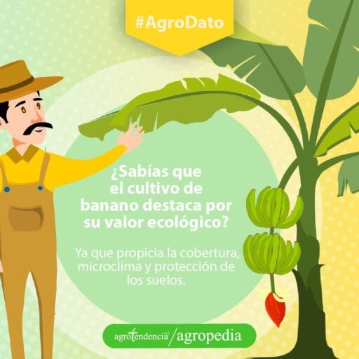 Banano - Hombre mirando planta de banano