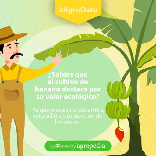 Banano - Hombre mirando planta de banano